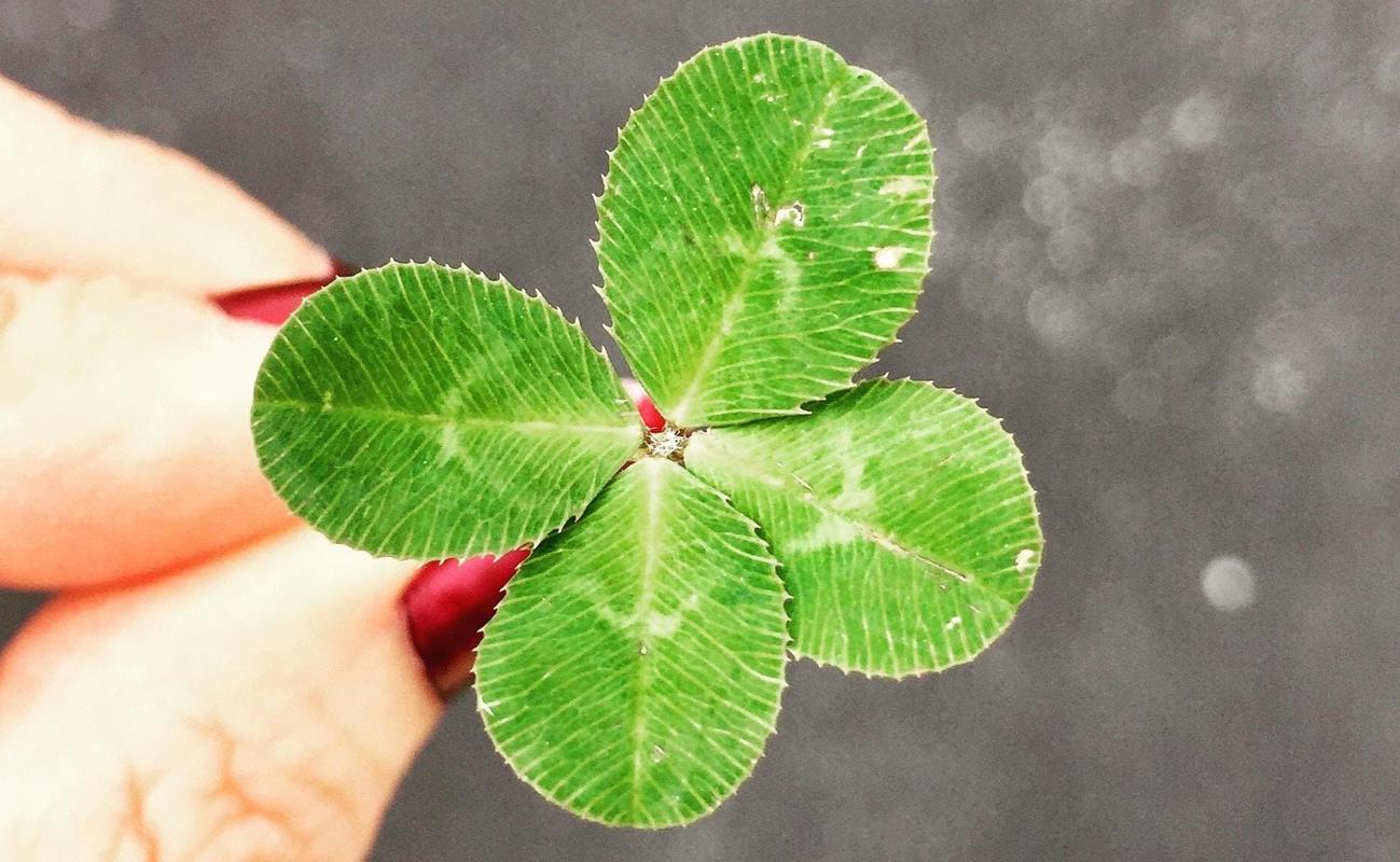 Photographie d'un trèfle à quatre feuilles symbole de chance en Irlande